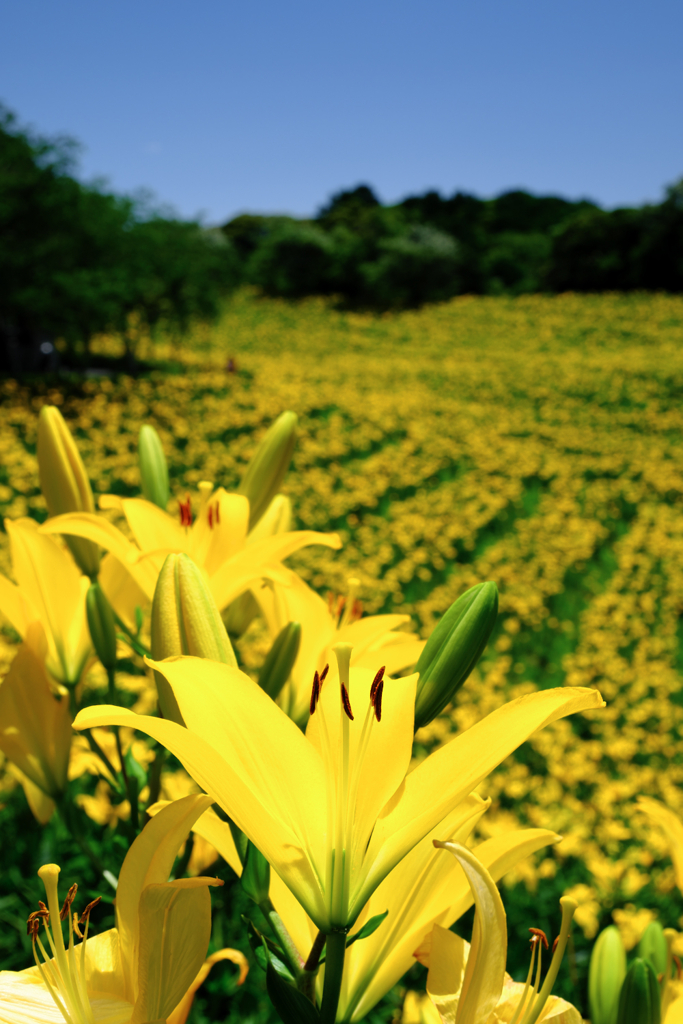 見頃を迎えた可睡ユリの園＃２