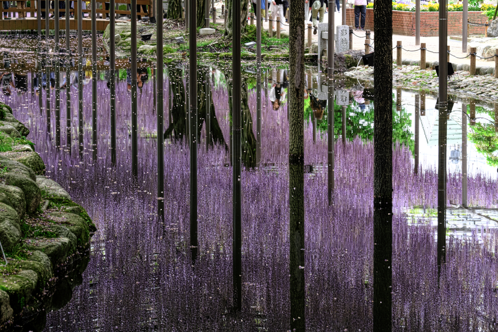 散り始めの藤撮影＃８