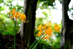 今年も咲き始めたリコリスの花＃６