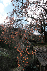 長野県根羽村・黒地の柿木#5
