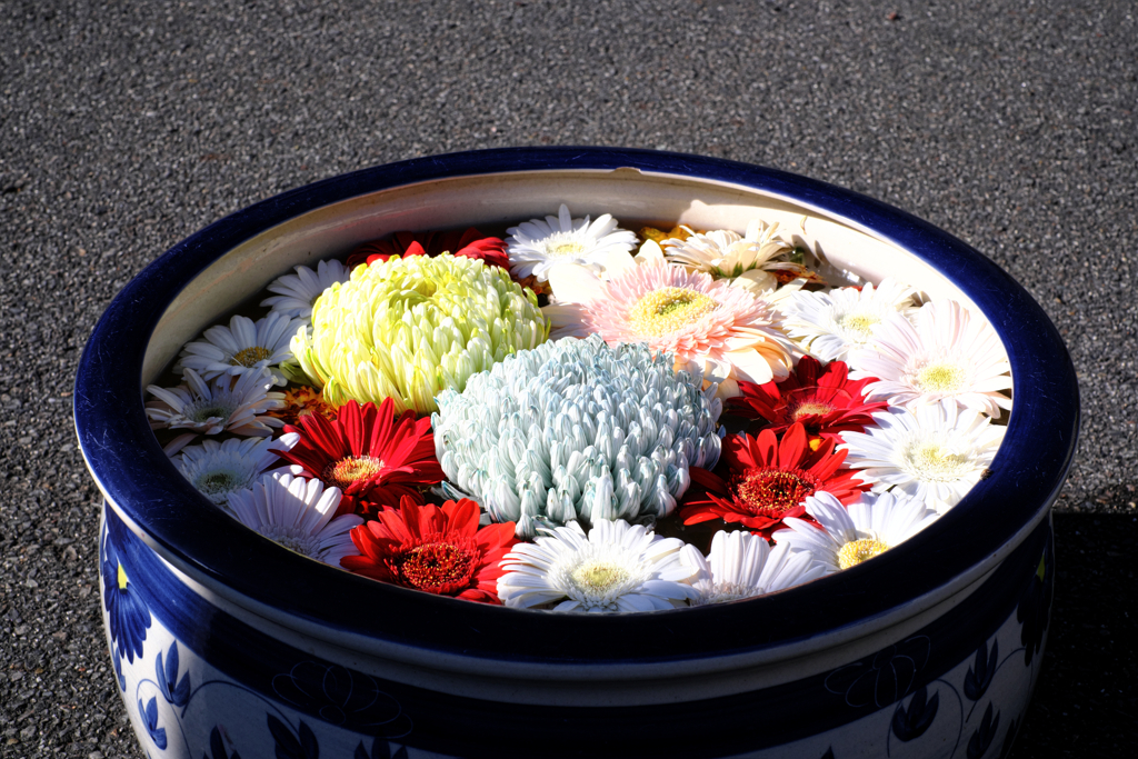 吉浜の菊まつり＃５