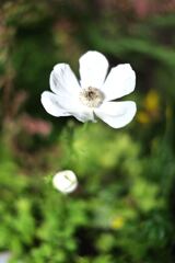 温室内は春真っ盛り＃５