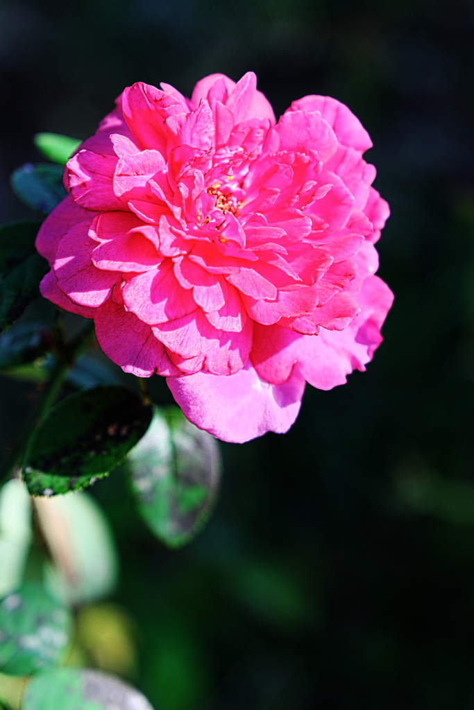 ミササガパークの秋バラ＃９