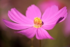 油ヶ淵水辺公園のコスモスたち#1