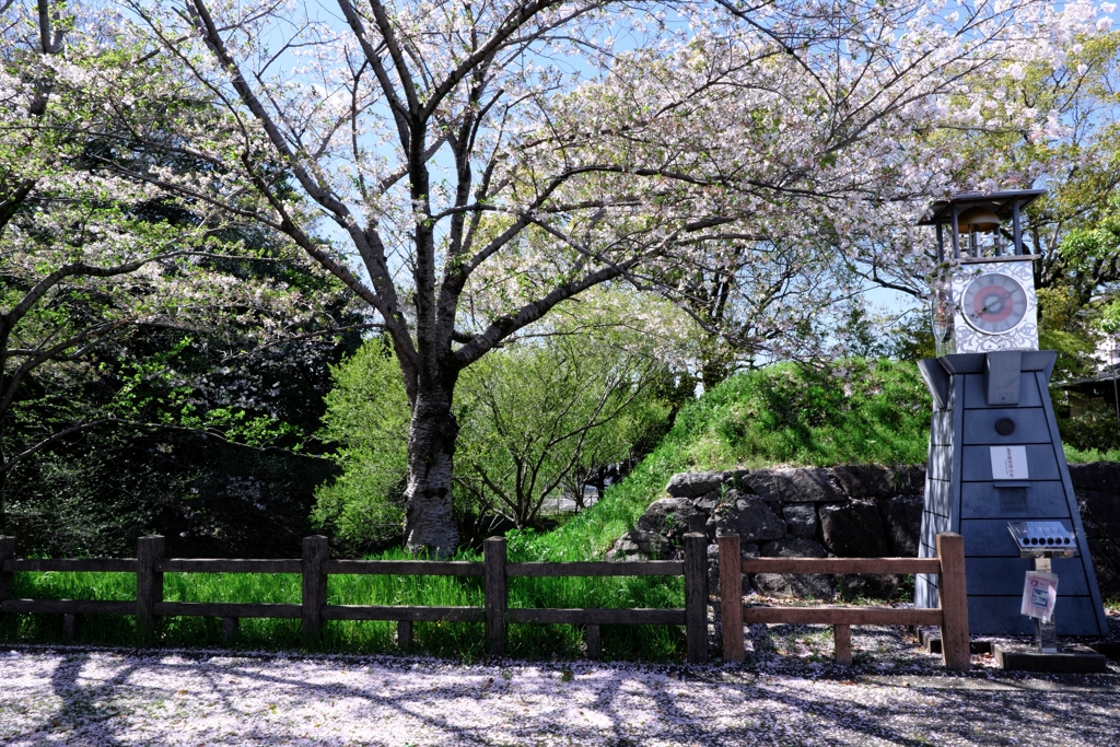 散っても美しいサクラ情景＃２