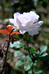 ミササガパークの秋バラ＃２