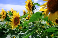 夏の風物詩・向日葵＃５