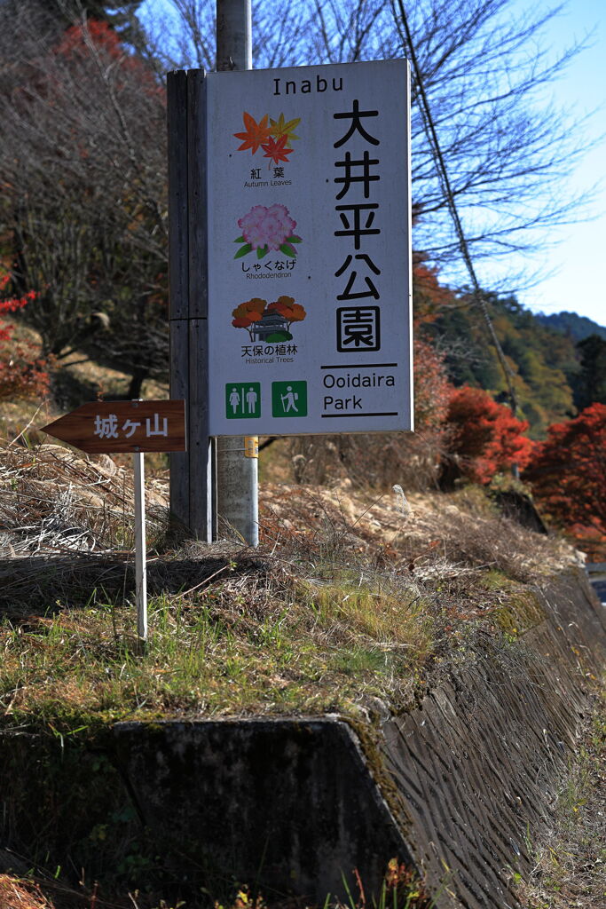 久し振りに大井平公園紅葉撮影＃１