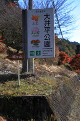 久し振りに大井平公園紅葉撮影＃１