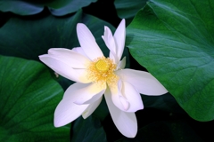 本證寺のハスの花#5