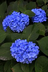 雨に濡れた紫陽花の花＃９