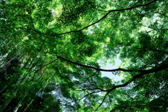 新緑が眩しい丈山苑＃１