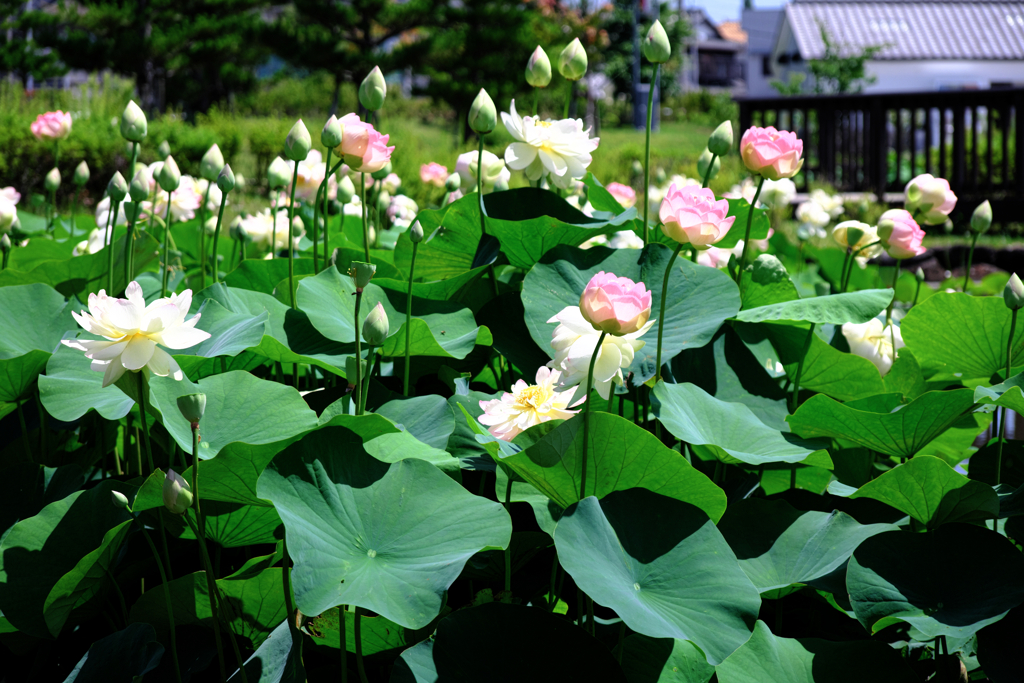 水辺公園蓮の花＃２