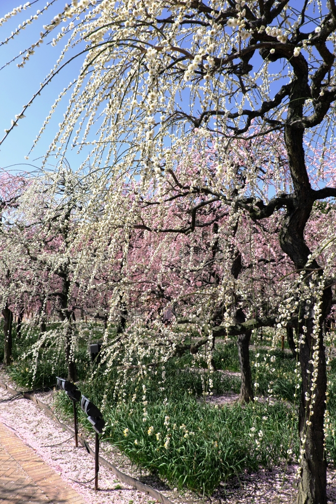 枝垂れ梅の花吹雪＃３