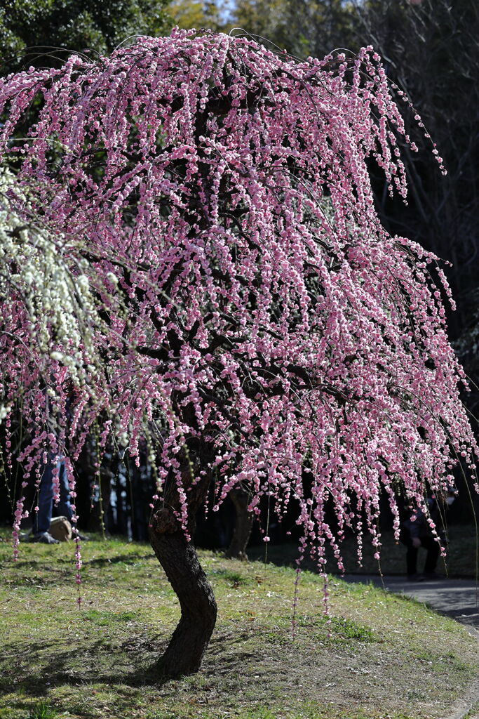 枝垂れサクラが満開＃１３