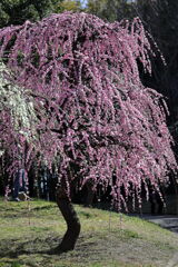 枝垂れサクラが満開＃１３