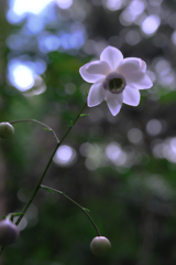 森の妖精・レンゲショウマ#1