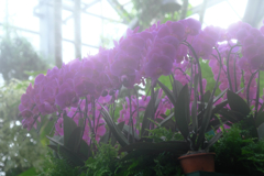 勝手にソフトフォーカス・・・・＃２