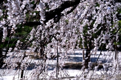 専修坊の枝垂れサクラ満開＃９