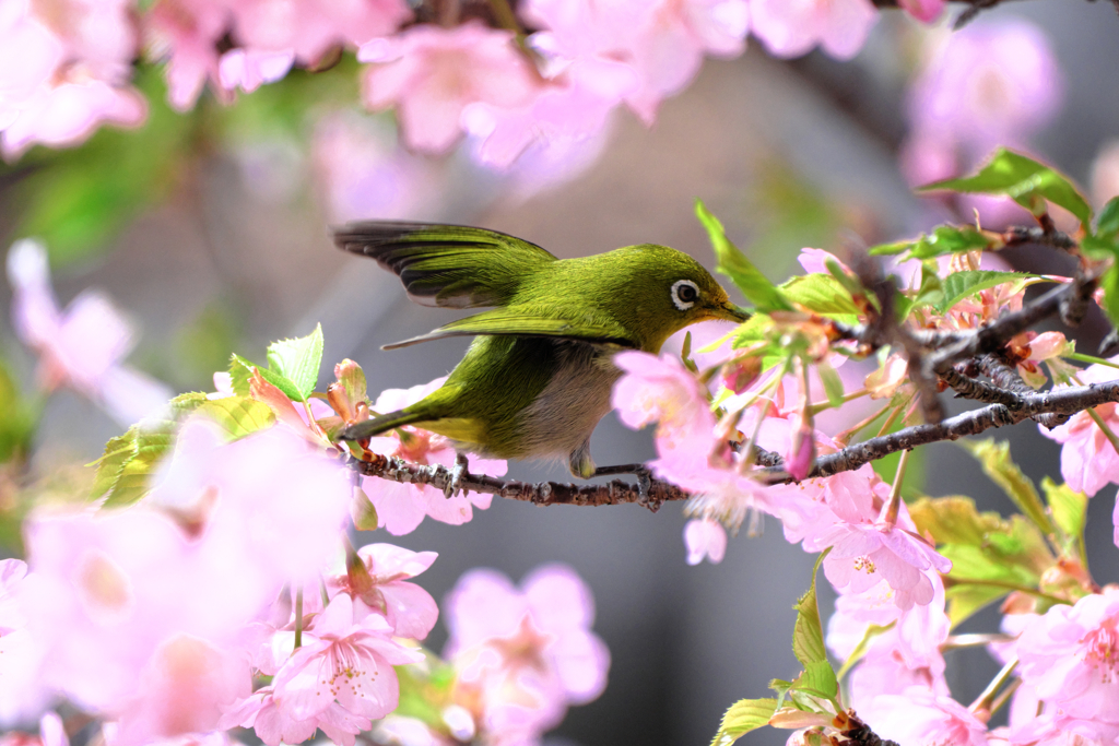 河津桜とメジロちゃん＃９