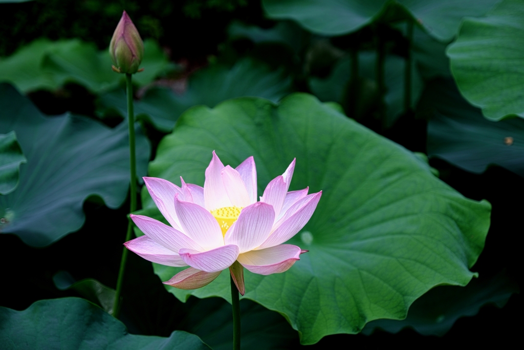 本證寺のハスの花＃８