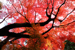 西尾歴史公園と尚古荘の紅葉＃７