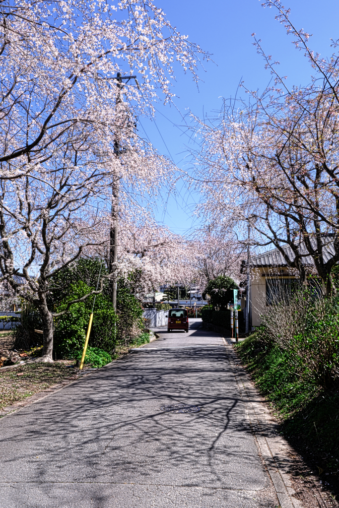 やっと咲き始めた枝垂れサクラ＃９