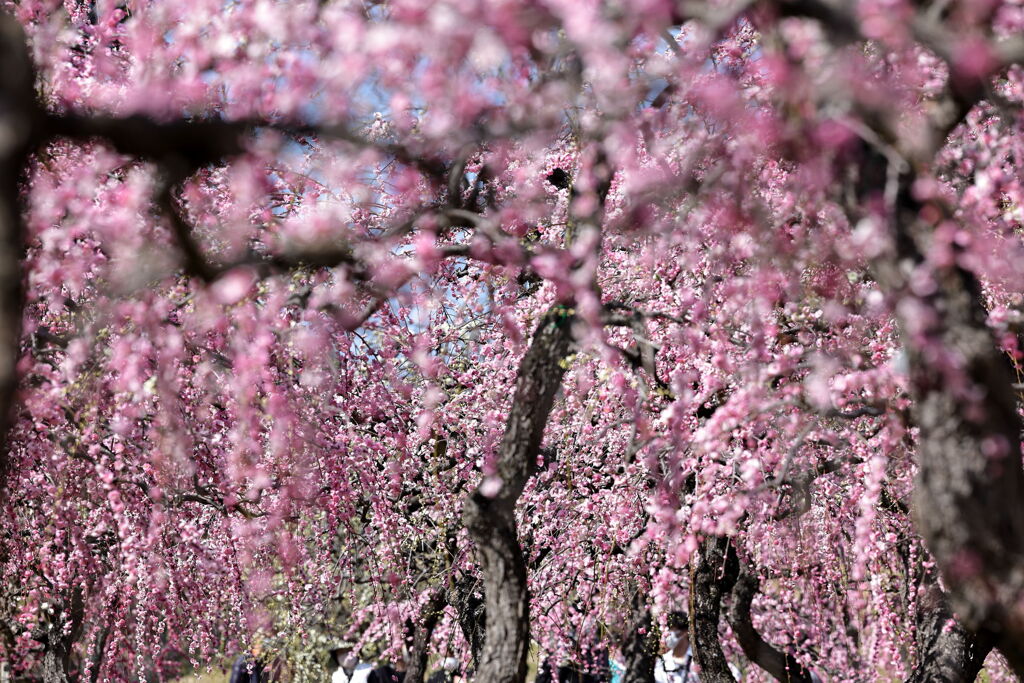 枝垂れサクラが満開＃１６