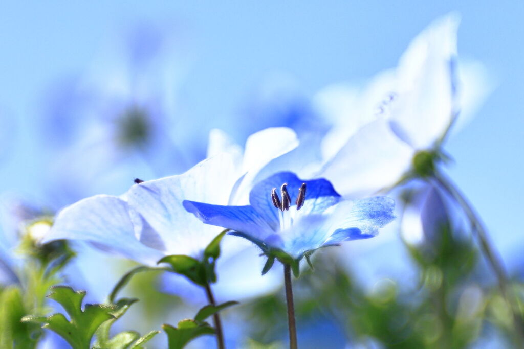 サクラから次の花へ移り変わり＃２