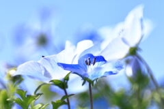 サクラから次の花へ移り変わり＃２