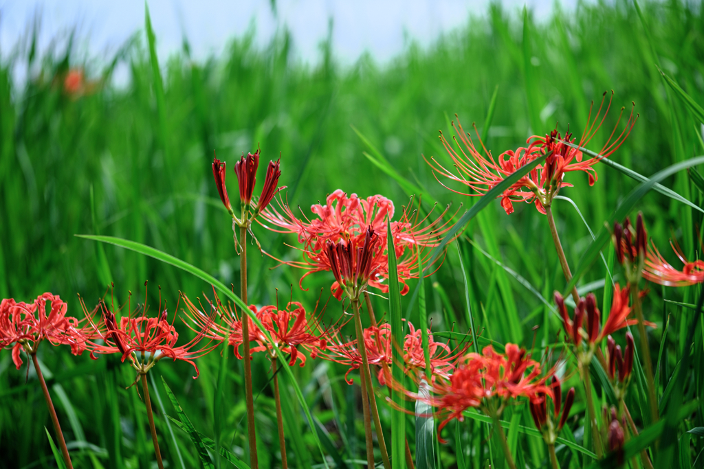 咲き始めた紅い彼岸花＃１