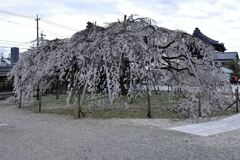 ちょうど見頃の枝垂れ桜＃２