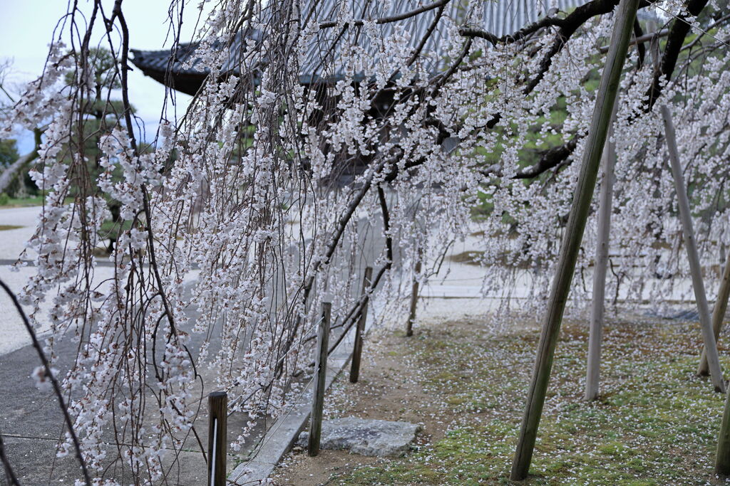 ちょうど見頃の枝垂れ桜＃９