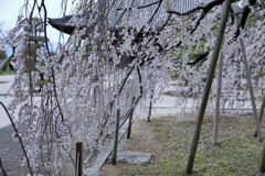 ちょうど見頃の枝垂れ桜＃９