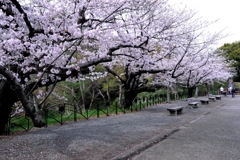 近場で効率良く２ヶ所でサクラ撮影＃１