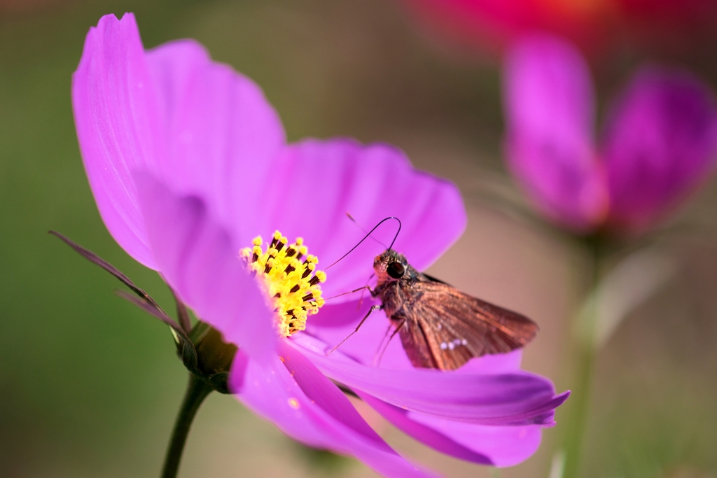 油ヶ淵水辺公園のコスモスたち＃４