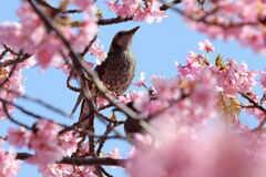 河津桜とメジロ狙いのはずが・・・・#8