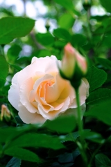 良い香りのバラが咲き始めた~#1