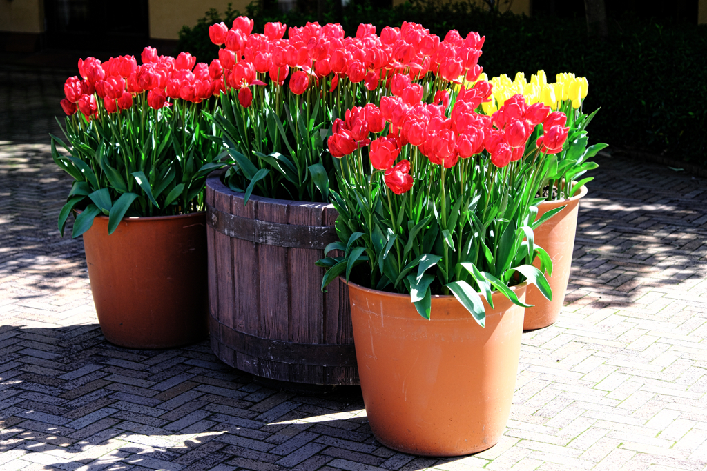 なばなの里チューリップ＃８