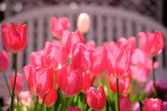 春はウキウキ花の季節＃９