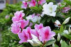 春を彩る花たち＃９