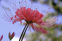 咲き初めはピンクから#1