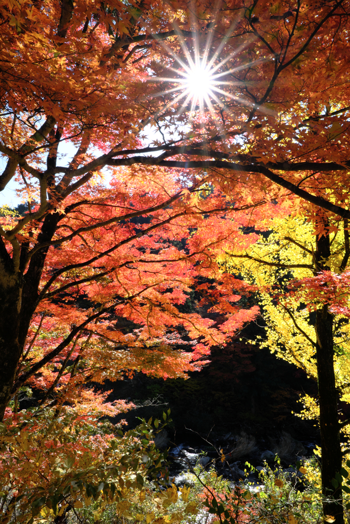 見頃の大井平公園紅葉＃９