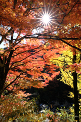 見頃の大井平公園紅葉#9