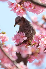 河津桜とメジロ狙いのはずが・・・・#4