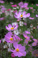 秋が深まりコスモスたちが見頃＃５