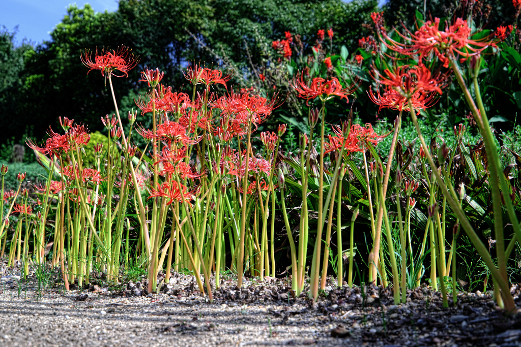 久し振りのヒーリングガーデン＃６