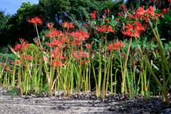 久し振りのヒーリングガーデン＃６