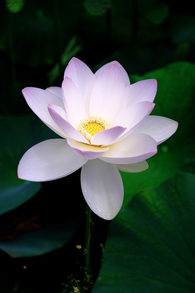 本證寺のハスの花＃２