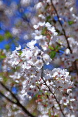 サクラから次の花へ移り変わり＃８